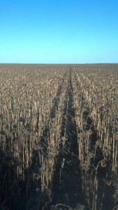 sunflowers ready for harvest