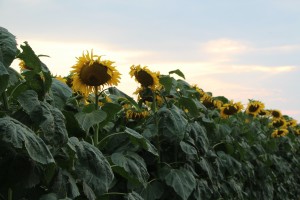 sunflowers at sunset