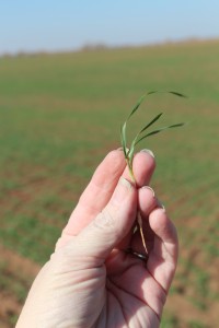 closeup of wheat seedling