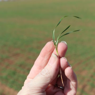 closeup of wheat seedling