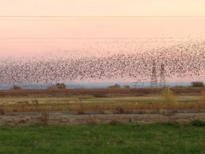 flock of birds dancing