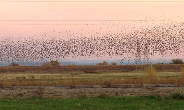 flock of birds dancing