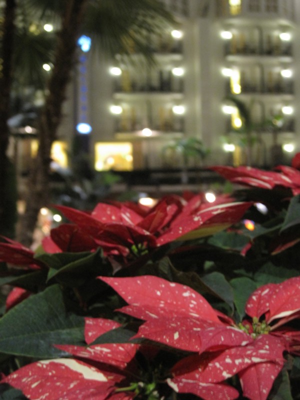 poinsettias at The Gaylord Opryland