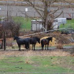 horses on the ranch
