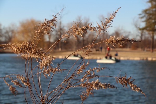 Forrest Park Paddleboats St. Louis