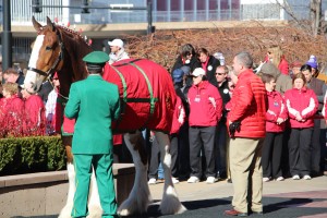 a lone clydesdale at Stan Musial's funeral