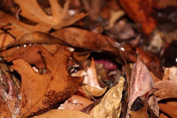 wet leaves