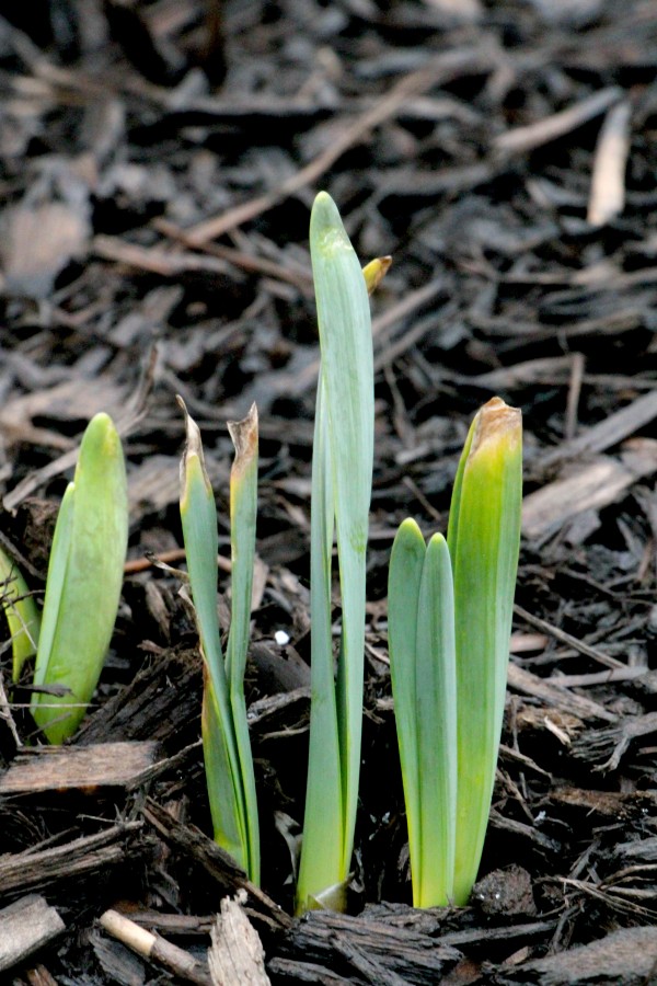 bulbs sprouting