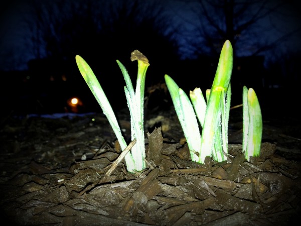 daffodil bulbs begin to grow