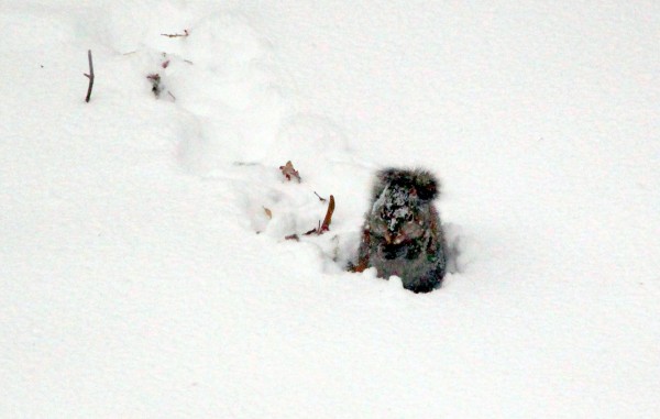 squirrel in the snow 