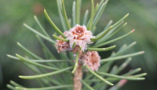pine tree crown