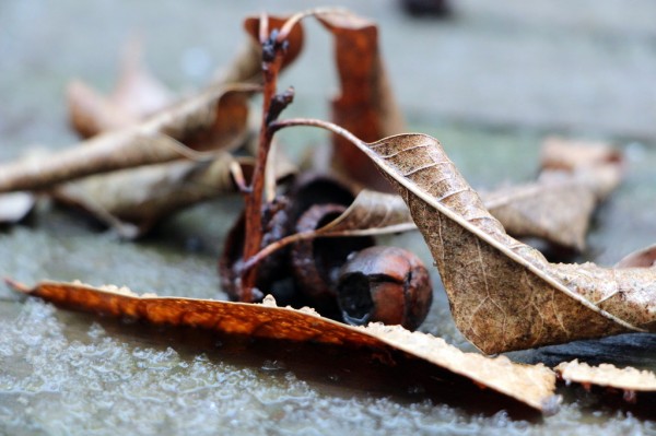 leaves in winter