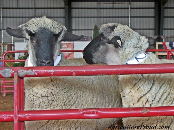 sheep in competition