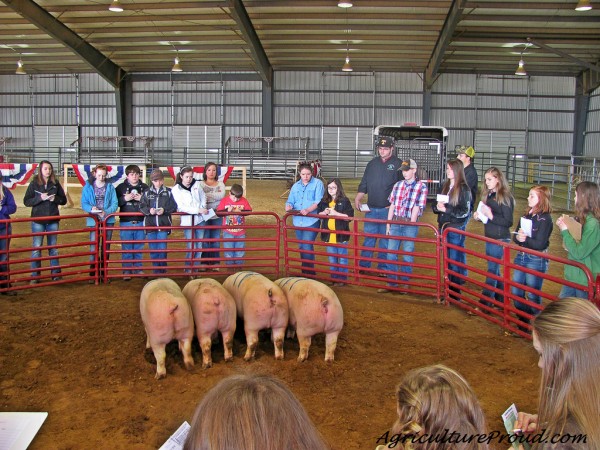 pigs in the show ring