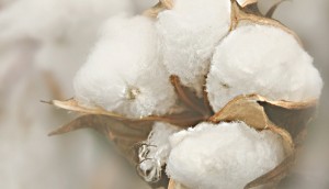 cotton blogs