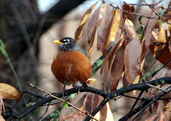 Robin is ready for spring