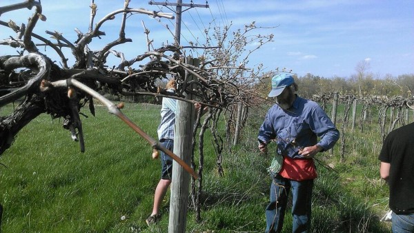 SIU horticulture prof Dr. Brad Taylor pruning grapevines 