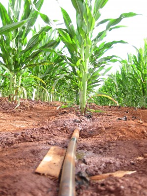 drip irrigation in corn