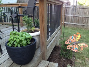 growing herbs in containers