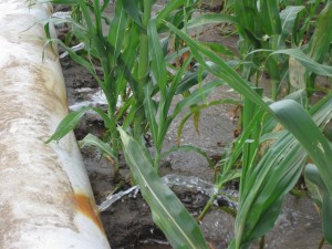 flood irrigation