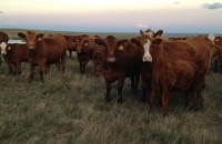 cattle grazing on the prairie