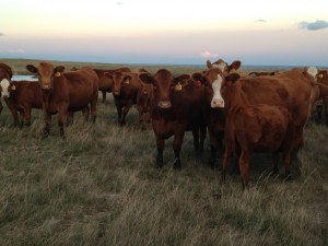 cattle grazing on the prairie