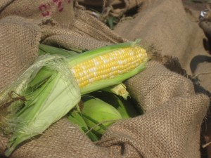 GMO sweet corn