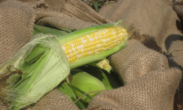 GMO sweet corn