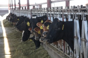 Dairy cows in the barn