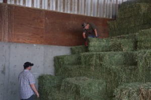 moving quare bales at RayLinDairy