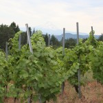 Vineyard nearing harvest