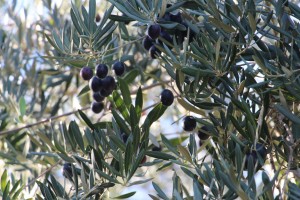 Olives on the tree