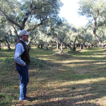 California olive farmer Irv Leen
