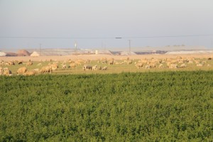 alfalfa farm