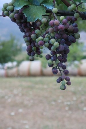 closeup of grapes on the vine vineyard