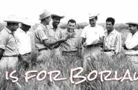 Norman Borlaug photo