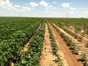 irrigated & dryland cotton comparison