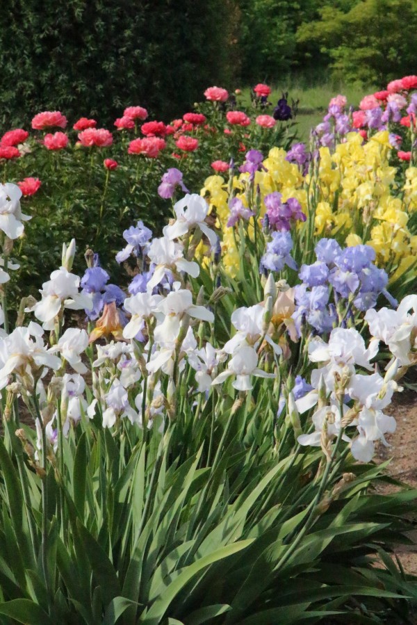 brightly colored irises