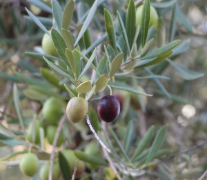 olives rippening on the tree