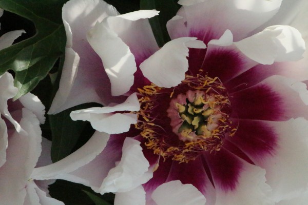 peony closeup