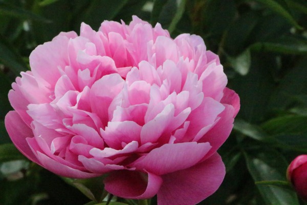 pink peony