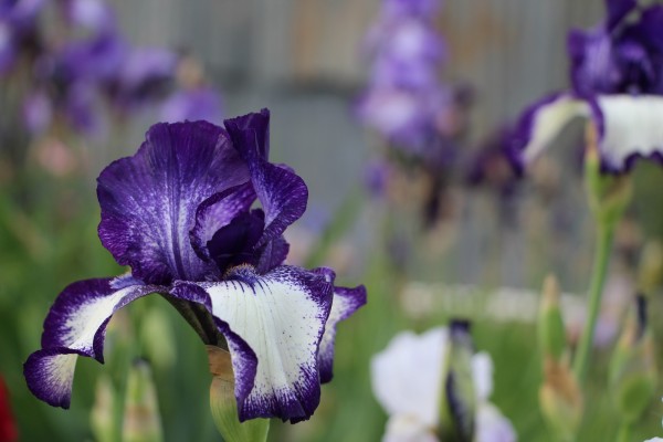 purple iris closeup