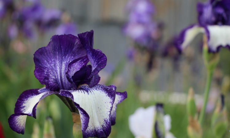 purple iris closeup