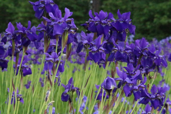 purple irises