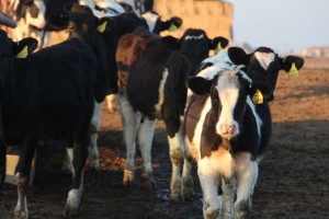 cows at the Giacomazzi Dairy
