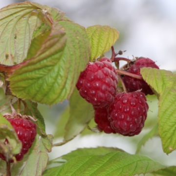 close up photos of raspberries on the bush