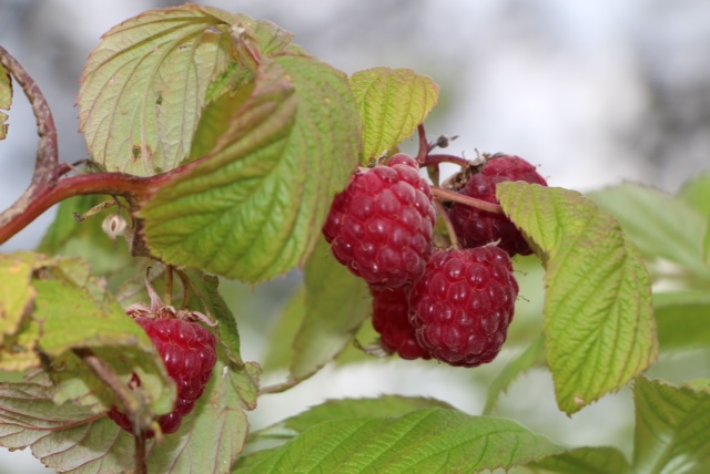 close up photos of raspberries on the bush
