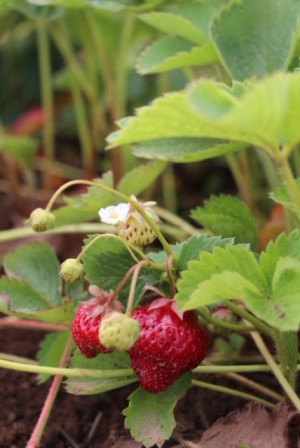 strawberries on the plant
