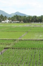 rice field in The Philippines