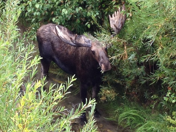 Moose in Grand Teton National Park